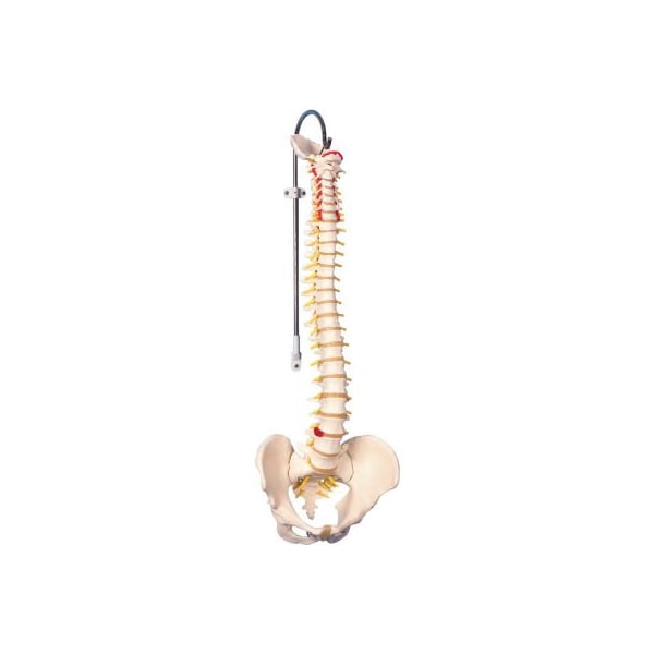 3B Anatomical Model - Flexible Spine, Didactic